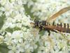Polistes dominula